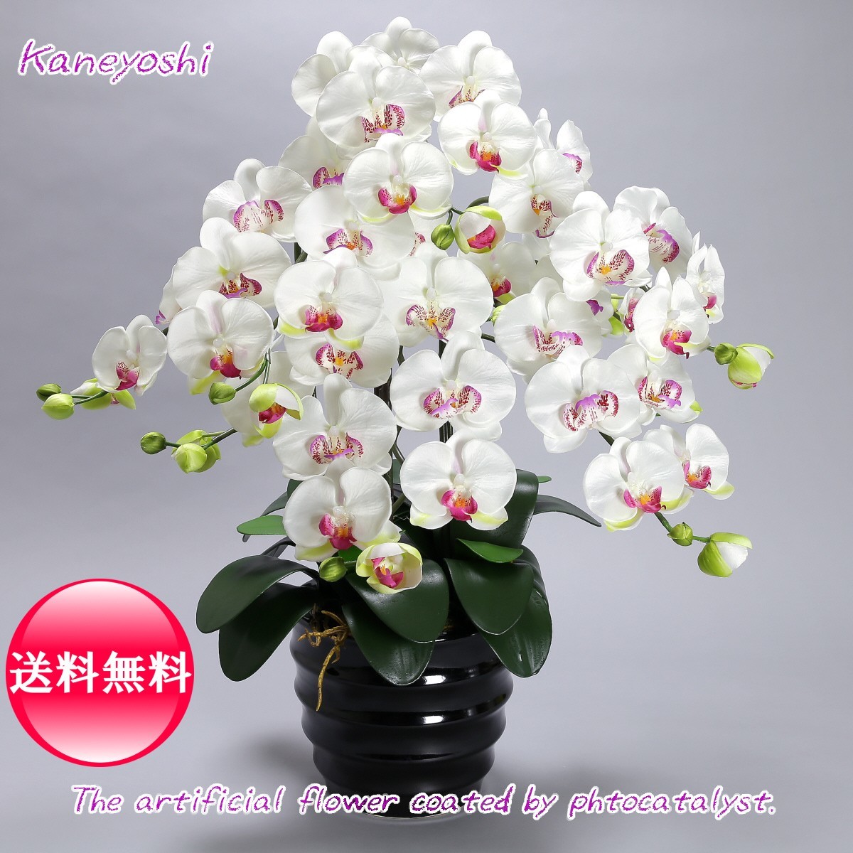 Легкий катализатор Phalaenopsis Orchids Interior 5 Honen White White White Celebration Gif