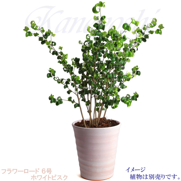 植木鉢 おしゃれ 安い 陶器 サイズ 19cm フラワーロード 6号 ホワイトビスク ＆ ＫＮ受皿１１７０付 室内 屋外 レンガ 色_画像10