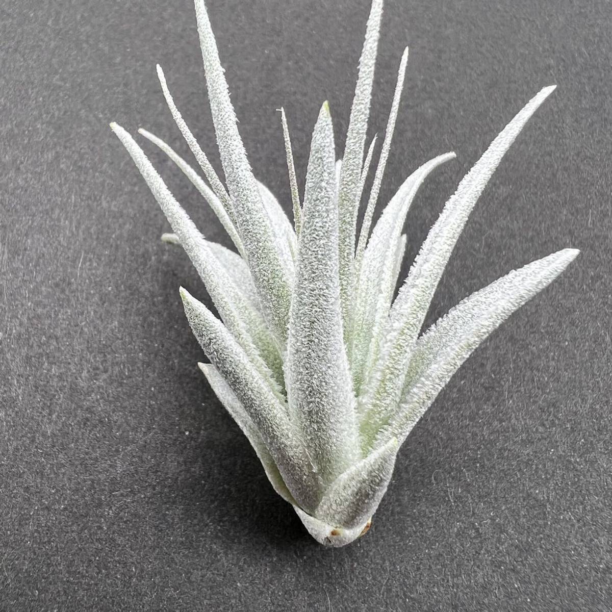 Tillandsia piauiensis ティランジア ピアウイエンシス 開花確認済み 本物 チランジア_画像3