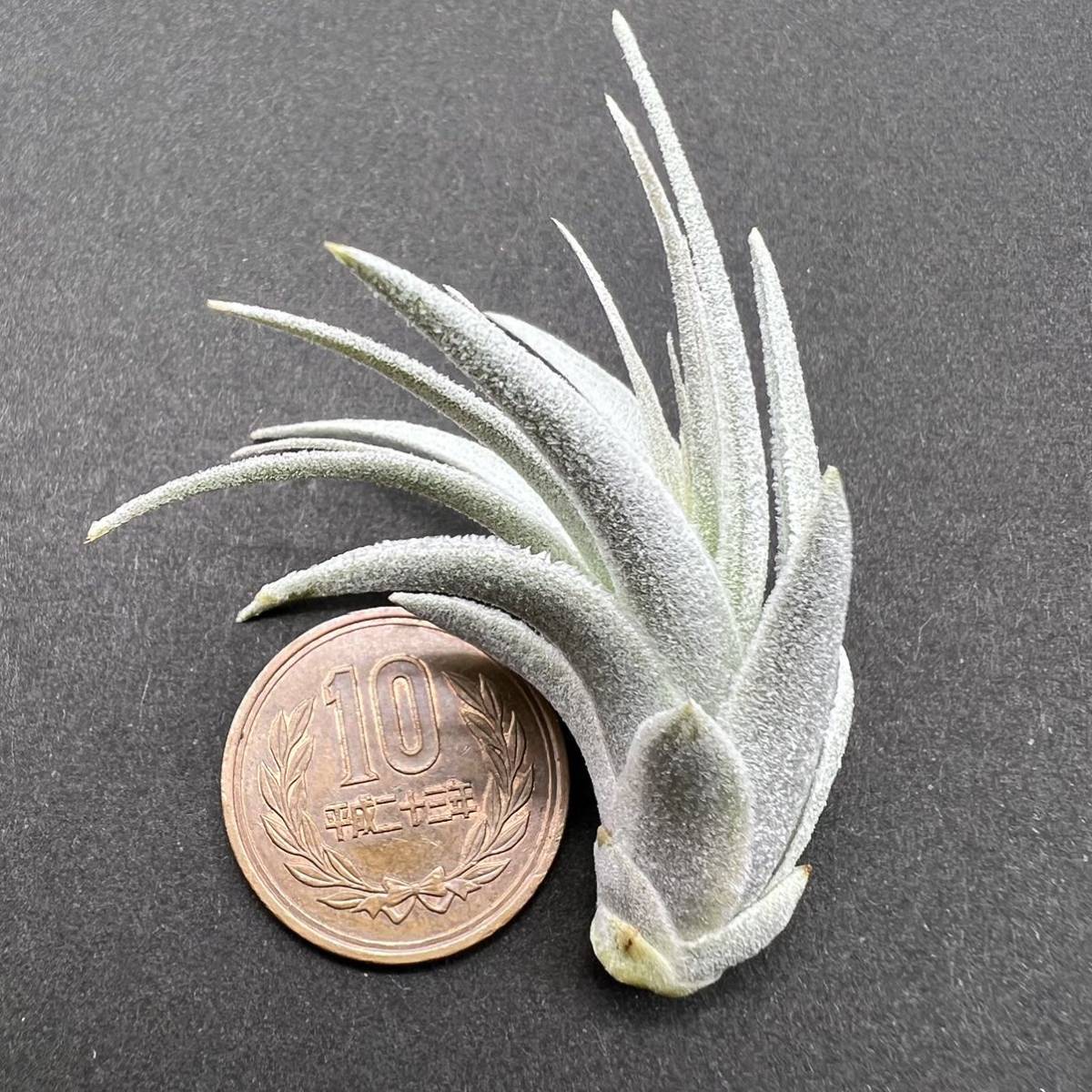 Tillandsia piauiensis ティランジア ピアウイエンシス 開花確認済み 本物 チランジア_画像7