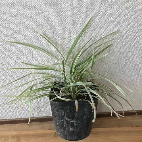 ノシラン ビッタータス / 10.5cmポット (40本セット)(送料無料) 苗 植木 苗木 庭