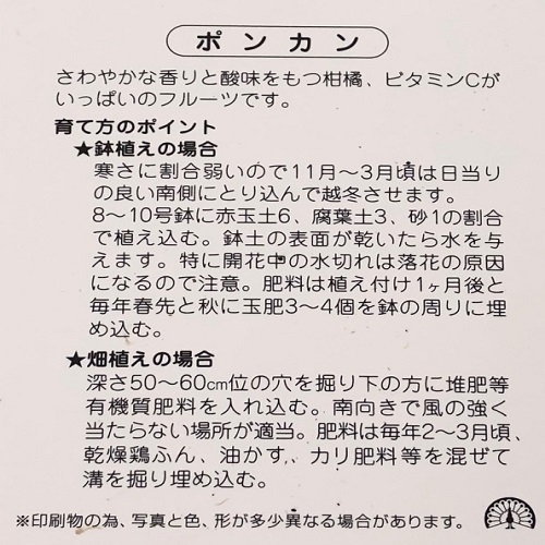 ポンカン ぽんかん 樹高0.3m前後 9cmポット （15本セット）（送料無料） 苗 植木 苗木 庭_画像3