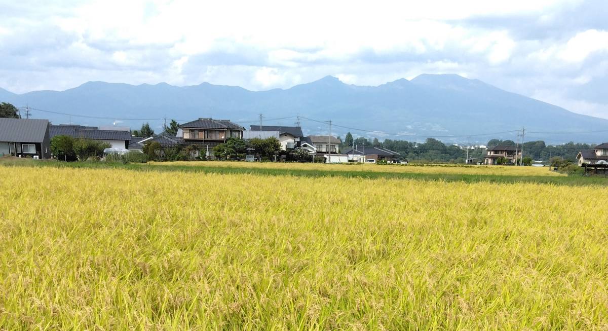 令和5年産 長野県 安心低農薬コシヒカリ(減農薬) 無洗米25Kg 新米 特別