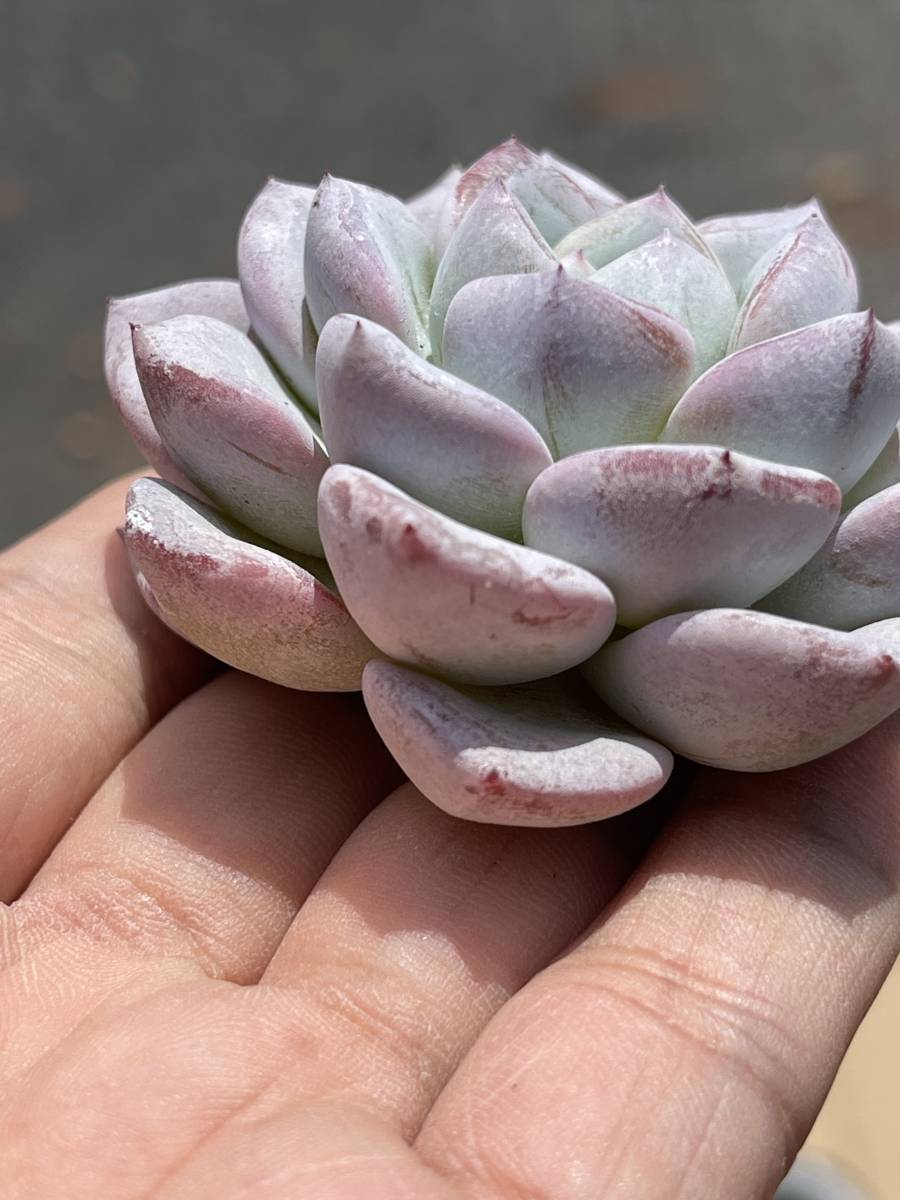 74-1　多肉植物 35株 エケベリアヴィット　超美苗 サボテン 観葉植物 花 園芸　レア種_画像2