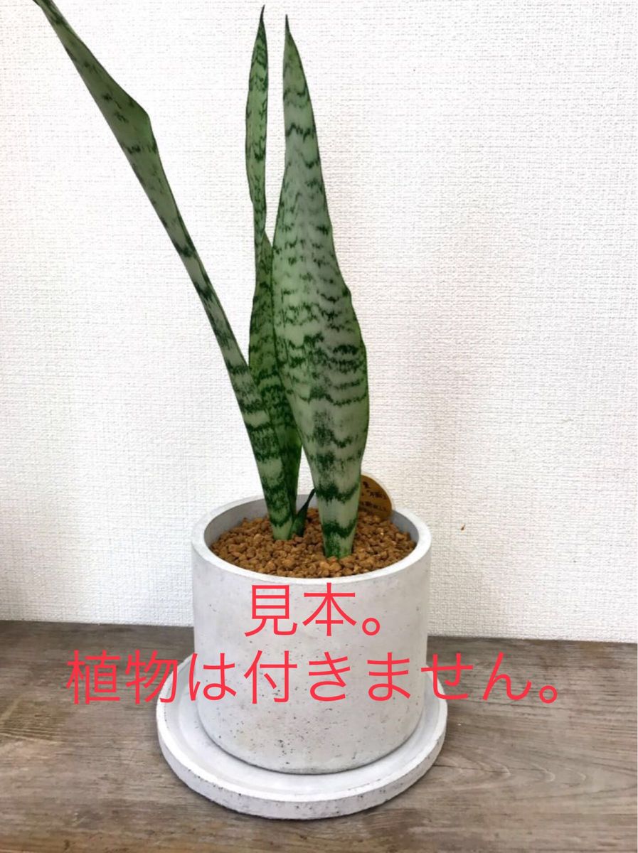 オシャレ　セメント植木鉢15cm 2個セット　受け皿付き　観葉植物植木鉢　多肉植木鉢　サボテン植木鉢