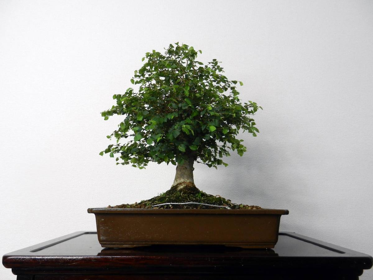  zelkova ( zelkova )keyaki height of tree 33.[ bonsai ]