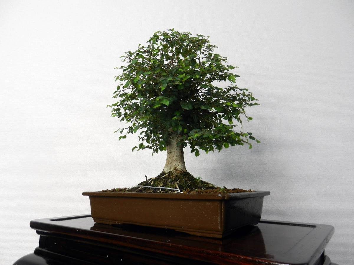  zelkova ( zelkova )keyaki height of tree 33.[ bonsai ]