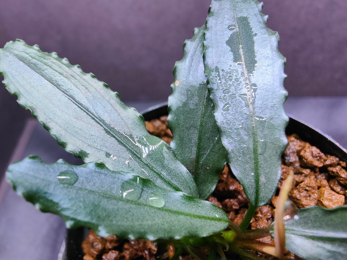 Yahoo!オークション - Bucephalandra sp.”Aurora” KN便 水上葉 1 Yahoo!オークション - Bucephalandra sp.”Aurora” KN便 水上葉 1