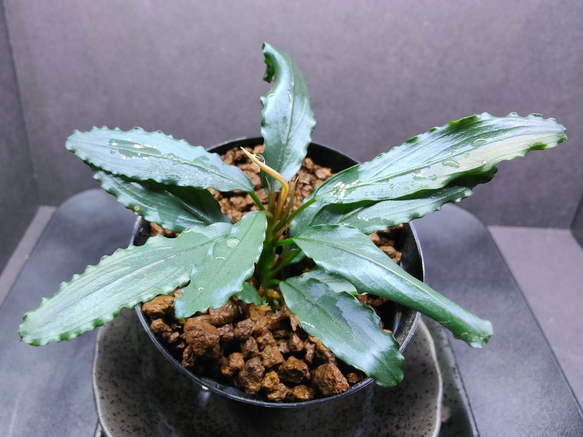 Yahoo!オークション - Bucephalandra sp.”Aurora” KN便 水上葉 1 Yahoo!オークション - Bucephalandra sp.”Aurora” KN便 水上葉 1