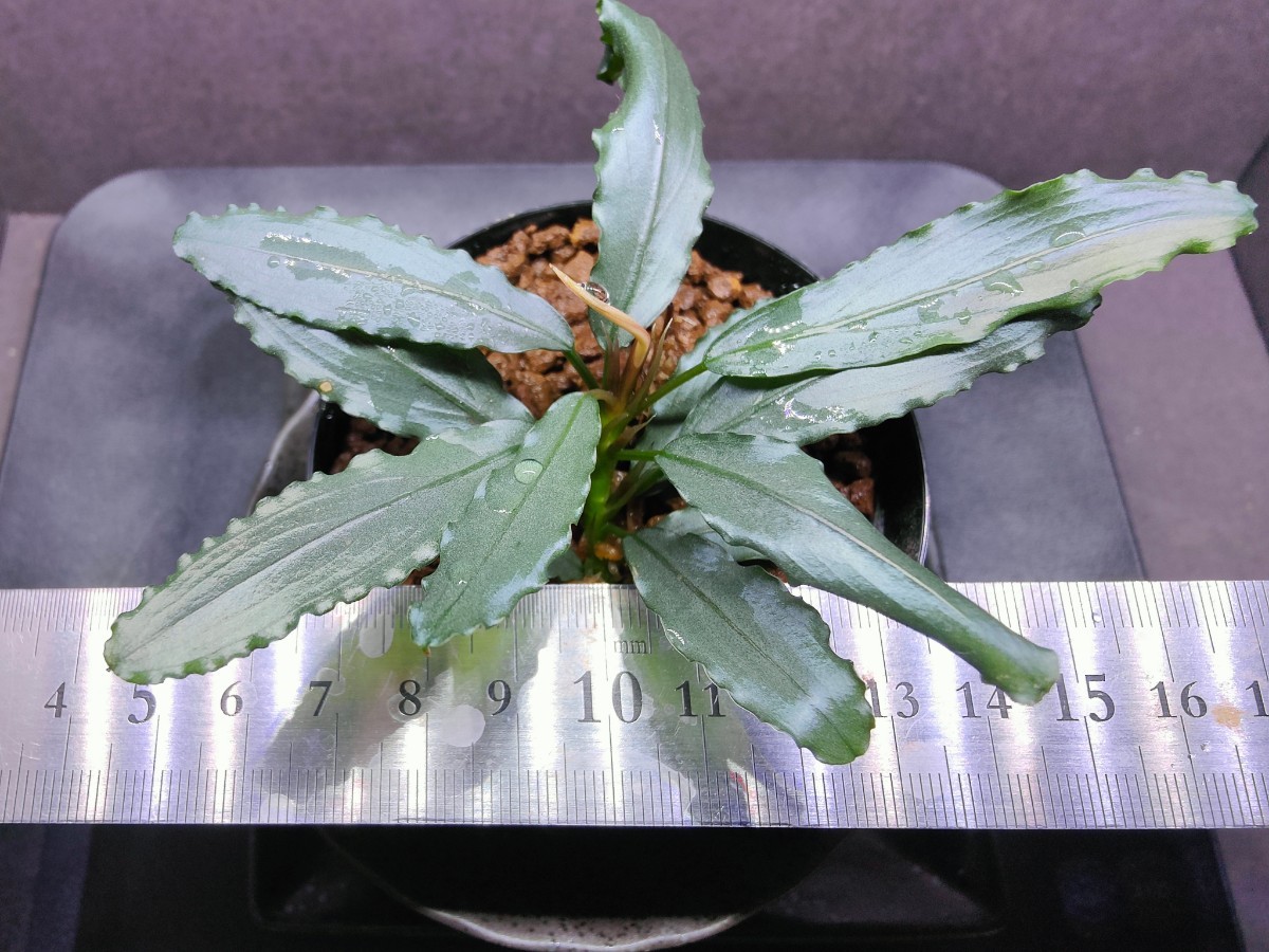 Yahoo!オークション - Bucephalandra sp.”Aurora” KN便 水上葉 1 Yahoo!オークション - Bucephalandra sp.”Aurora” KN便 水上葉 1