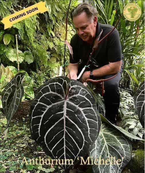 Yahoo!オークション - UJ Anthurium 'Michelle' アンスリューム Yahoo!オークション - UJ Anthurium 'Michelle' アンスリューム