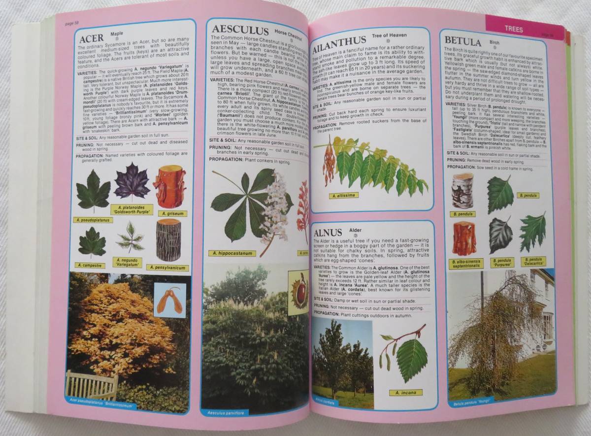  английская версия THE TREE & SHRUB EXPERT автор D.G.Hessayon садоводство садоводство THE WORLD*S BEST-SELLING BOOK ON TREES AND SHRUBS