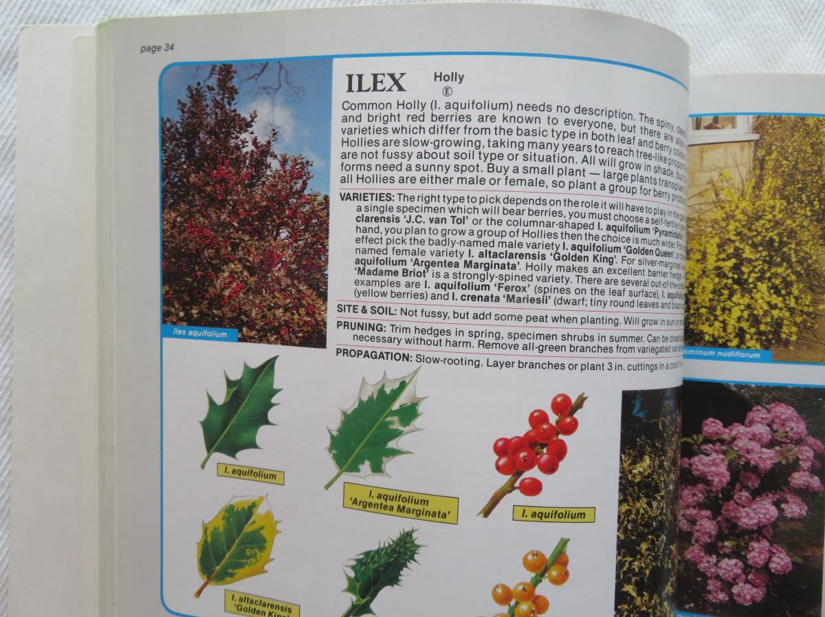  английская версия THE TREE & SHRUB EXPERT автор D.G.Hessayon садоводство садоводство THE WORLD*S BEST-SELLING BOOK ON TREES AND SHRUBS
