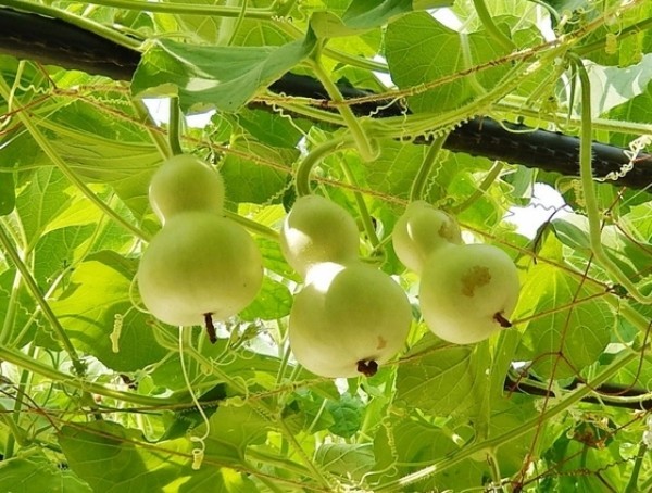 A　青瓢箪文様碗　銘「青ひょうたんの独り言」　抹茶　陶器　焼き物　茶道　お茶　鈞窯　均窯_画像3