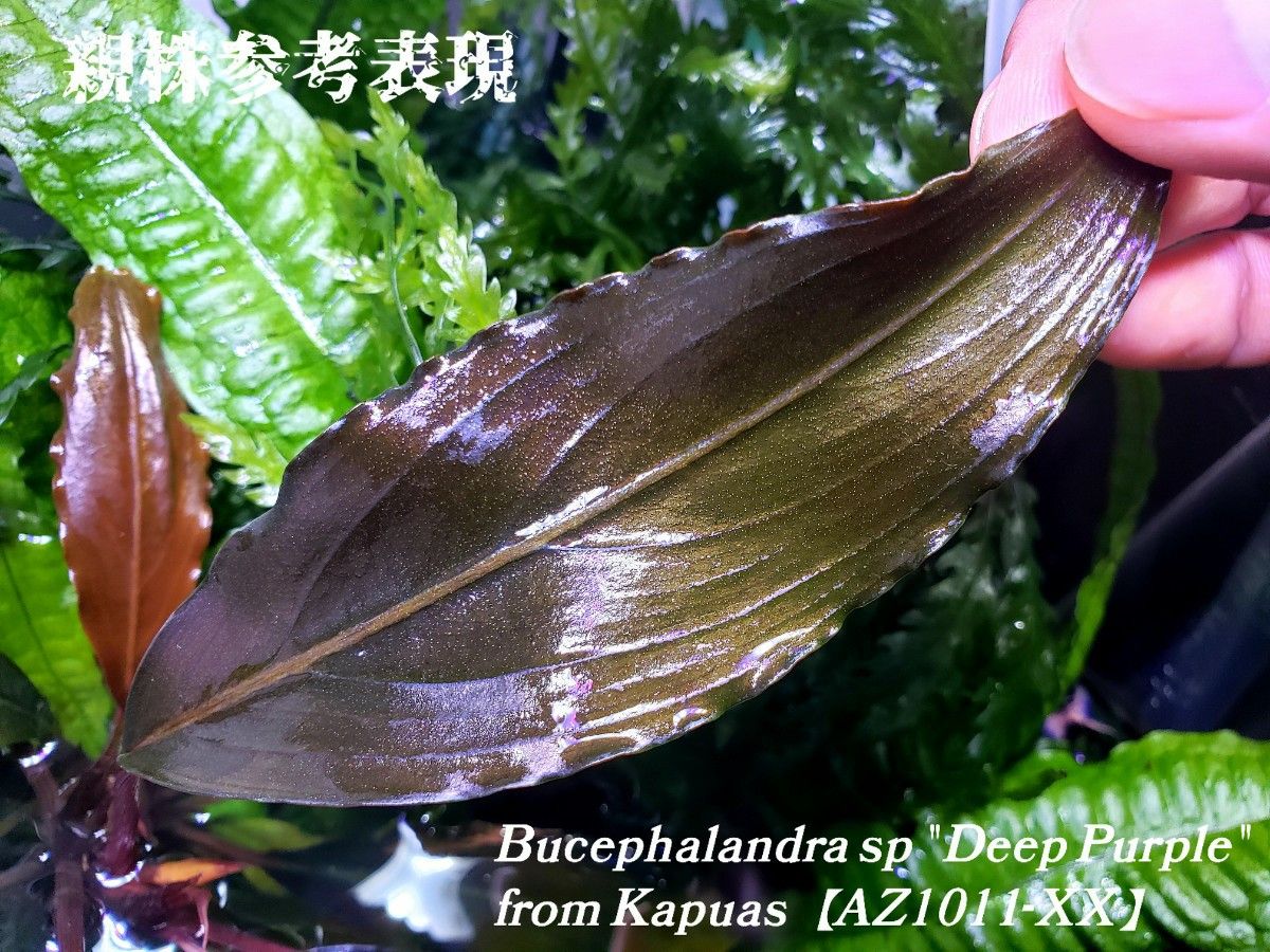 ブセファランドラ ディープパープル AZ便 Bucephalandra sp ブセファランドラ ディープパープル AZ便 Bucephalandra sp