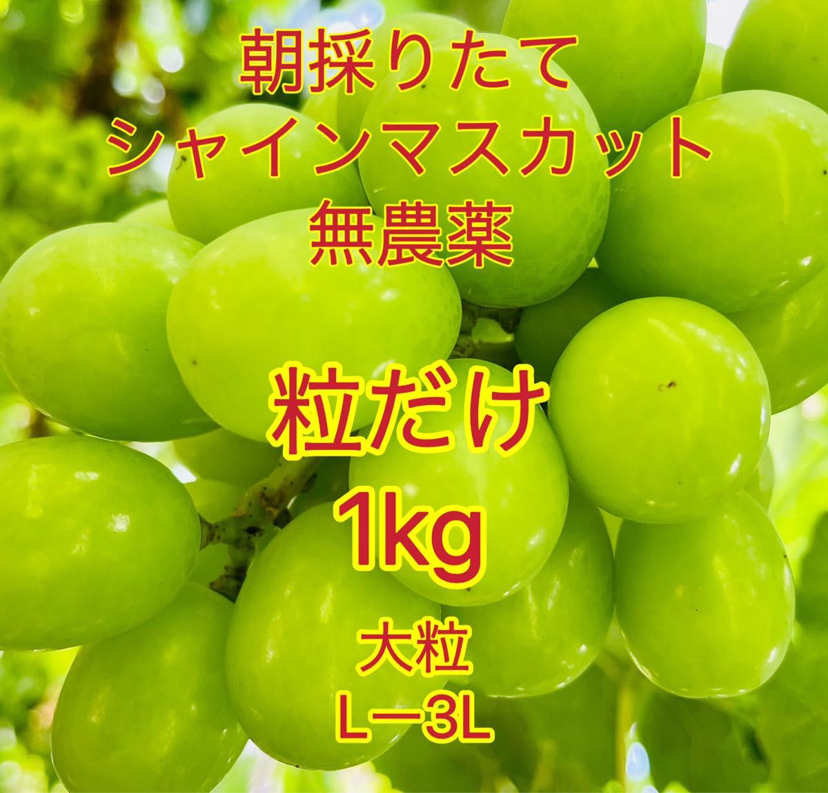 岡山県シャインマスカット1kgL −3L大粒だけ家庭用農林水産大臣賞2回