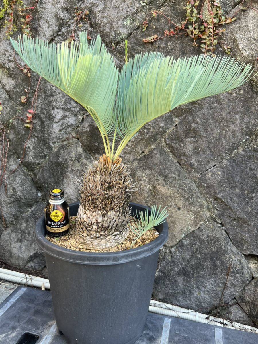 ソテツ サイカス カイルンシアナ ブルー 5号鉢植え:千草園芸 ソテツ サイカス カイルンシアナ ブルー 5号鉢植え:千草園芸