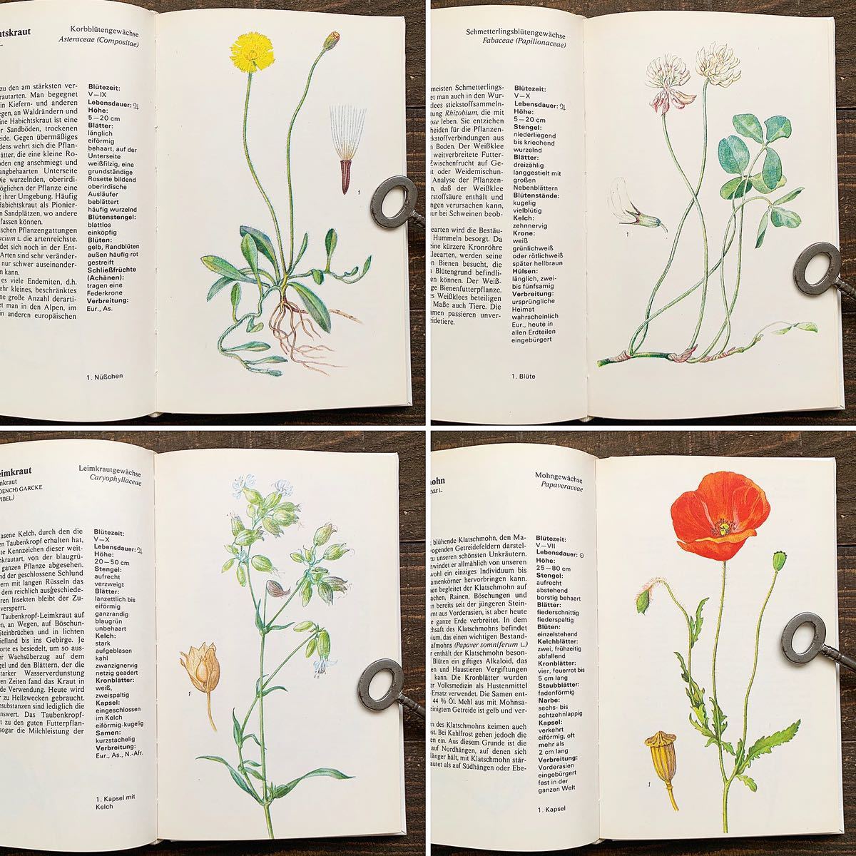 ドイツの古い植物図鑑(WILDPFLANZEN 1978年)/アンティーク ヴィンテージ 植物画 洋書 花の本 花の絵 ボタニカルアート チェコ 雰囲気◎/の画像6