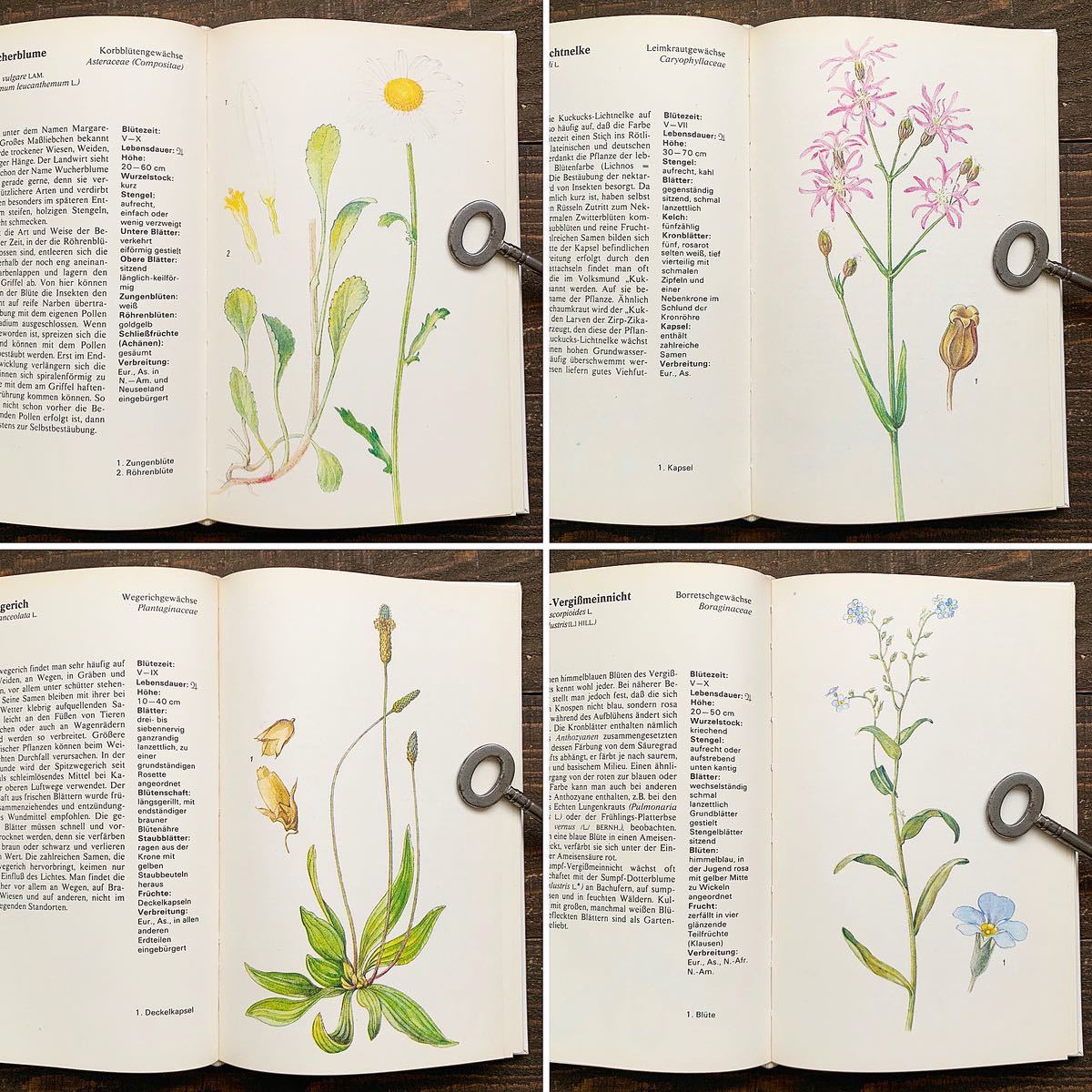 ドイツの古い植物図鑑(WILDPFLANZEN 1978年)/アンティーク ヴィンテージ 植物画 洋書 花の本 花の絵 ボタニカルアート チェコ 雰囲気◎/の画像5