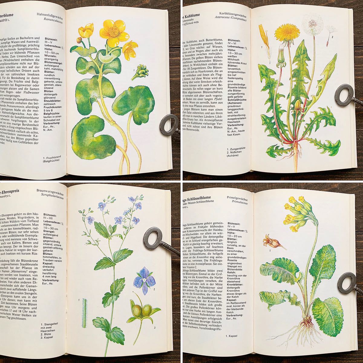 ドイツの古い植物図鑑(WILDPFLANZEN 1978年)/アンティーク ヴィンテージ 植物画 洋書 花の本 花の絵 ボタニカルアート チェコ 雰囲気◎/の画像3