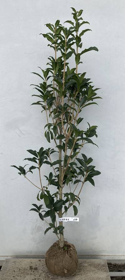  《現品》キンモクセイ　樹高1.2ｍ（根鉢含まず）178【金木犀/きんもくせい/苗木/植木/庭木/生け垣/シンボルツリー/常緑樹/芳香/オレンジ】_画像1