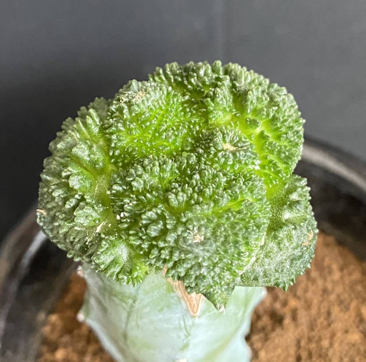 特選 ゴジラ 実生接 アリオカルプス サボテン 多肉植物 亀甲牡丹_画像3