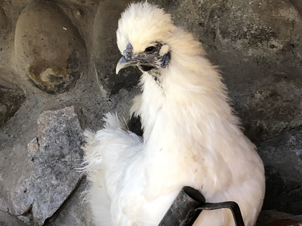 平飼い烏骨鶏10個　放し飼い　朝採り_画像2