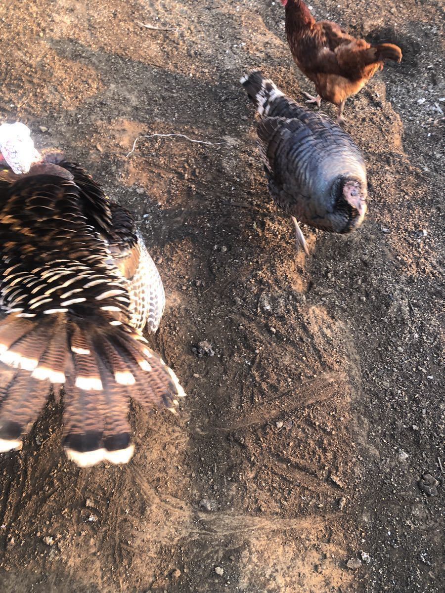 七面鳥　有精卵　2個　　放し飼い　平飼い_画像2