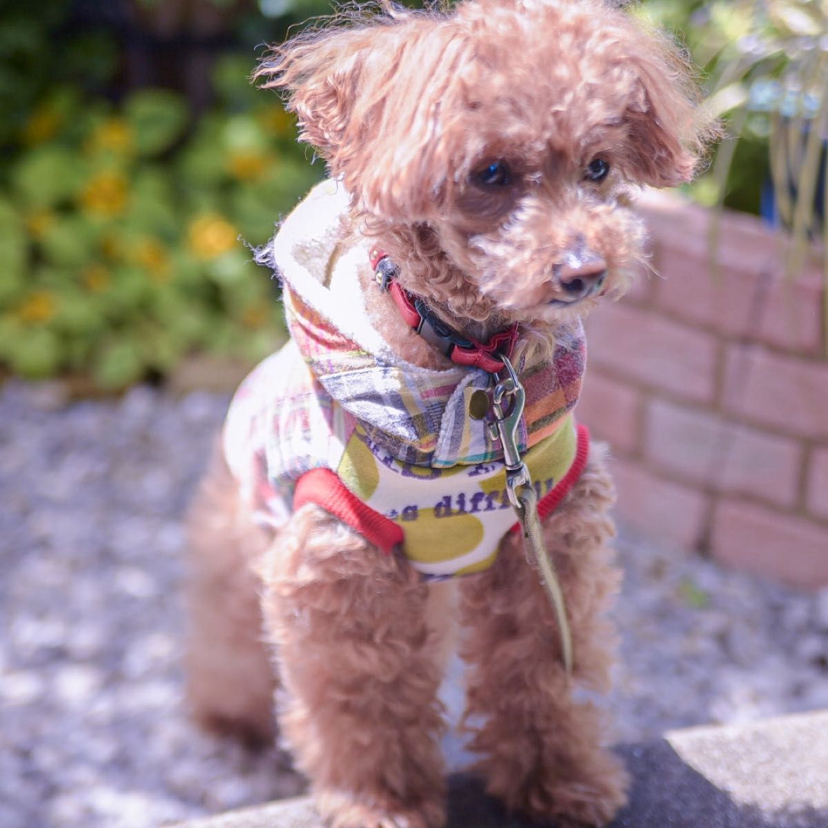 生地サンプル ハンドメイド犬服