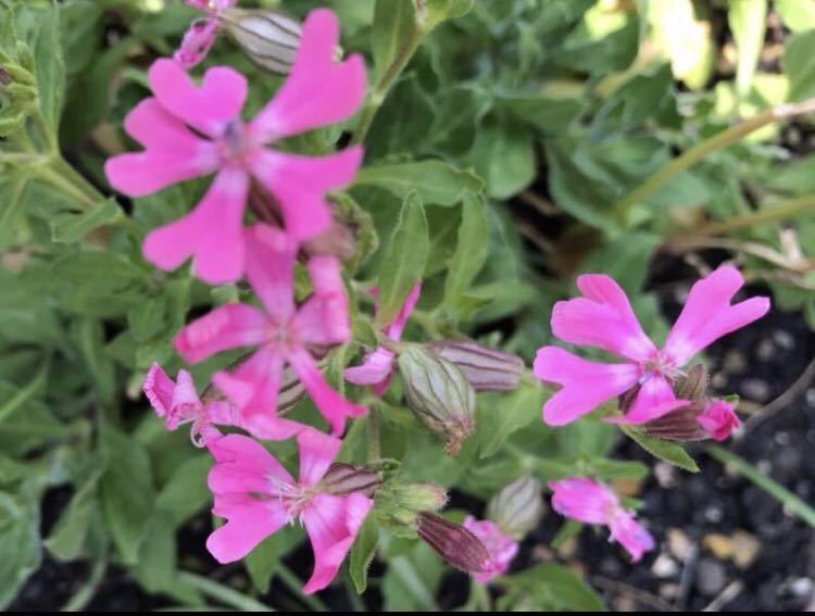 花の種☆シレネ　フクロナデシコ☆無選別☆毎年こぼれ種でよく咲きます☆たくさん植えてボーダー花壇にも！_画像2