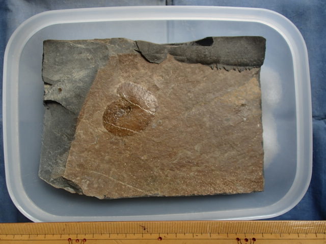 0 fossil specimen . Tsu block. three tatami . Anne mo Night 