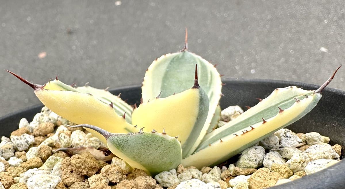 多肉植物 アガべパリー トランカータ オリザバ 極上-