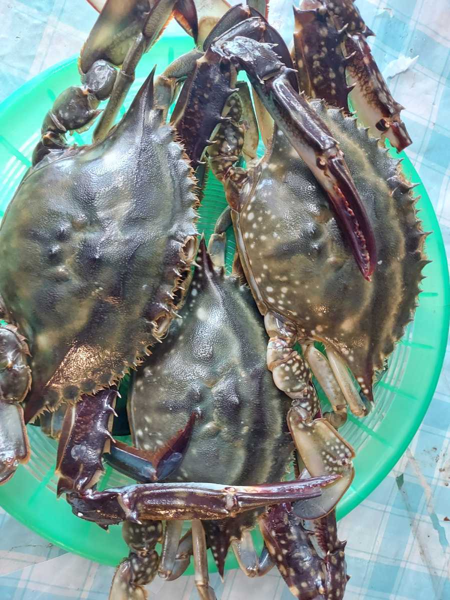  raw migration crab 20cm rank 2~3 pcs ( total 600g)1980 jpy prompt decision.