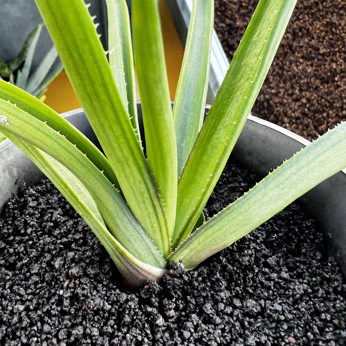 ● Aloe richardsiae v.richardsiae 実生 ●アロエ リカルドシアエ　実生　抜き苗発送　多肉植物　サボテン_画像1