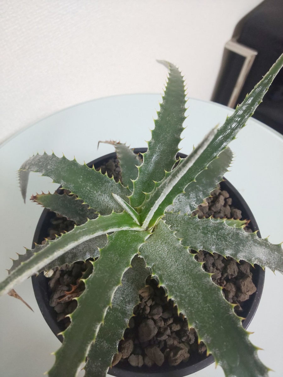 Hechtia marnier lapostollei × Hechyia stenopeyara Dyckia　ディッキア　ML　マニエルラポストレイ　観葉植物　ヘクチア　多肉植物