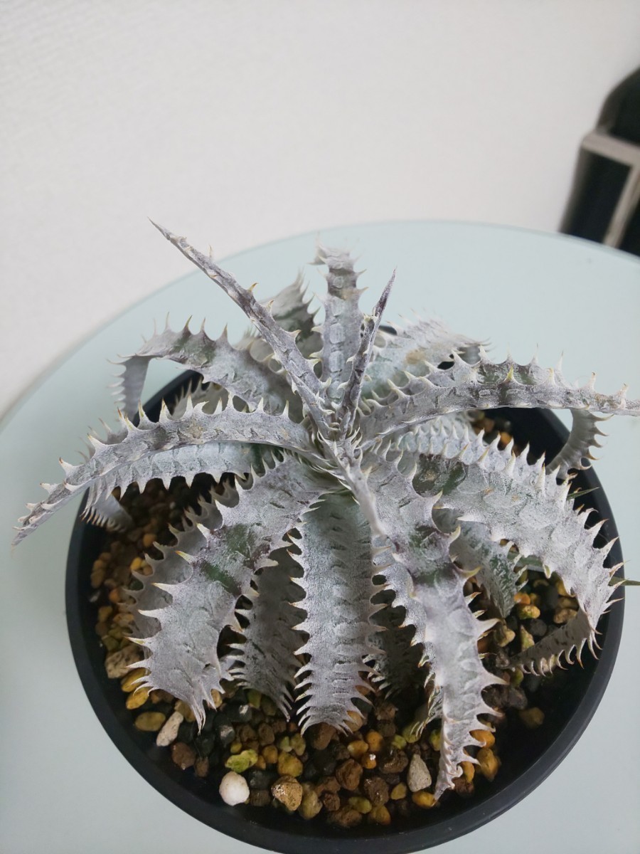 Renzan × Ultimate White 7eveneleaf Hybrid ディッキア Dyckia Renzan × Ultimate White 7eveneleaf Hybrid ディッキア Dyckia
