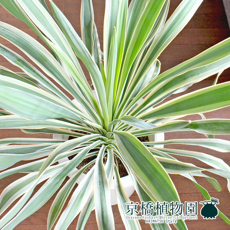【現品】ユッカ・グロリオサ・バリエガータ 8号 白鉢（4）Yucca gloriosa 'Variegata'_画像2