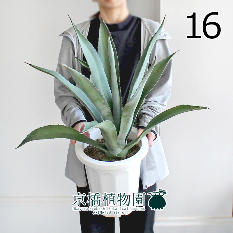 【現品】アガベ・アオノリュウゼツラン 8号 白鉢（16）Agave americana var. marginata_画像1