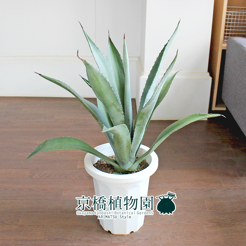 【現品】アガベ・アオノリュウゼツラン 8号 白鉢（16）Agave americana var. marginata_画像3