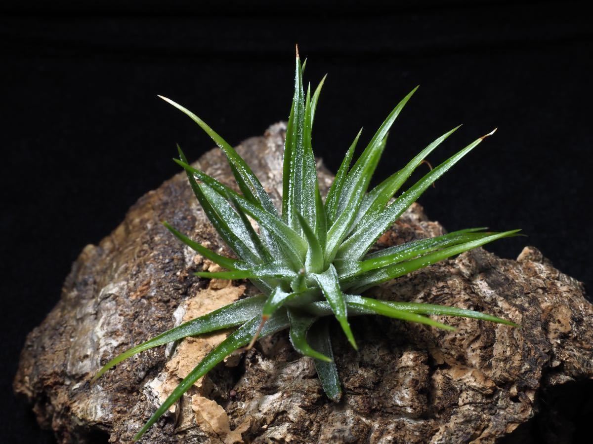 Tillandsia ionantha 'Apple Green' ティランジア イオナンタ 'アップルグリーン' ブロメリア エアプランツ_画像4