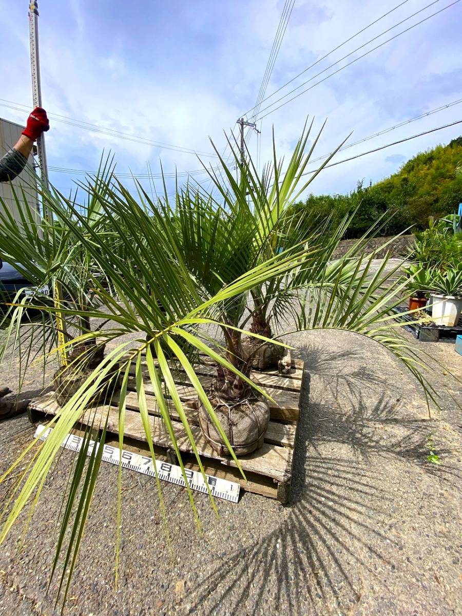  Osaka растение Nankoku способ здесь s cocos nucifera H0.9m ограничение 3шт.@ya шина si Brazil cocos nucifera 