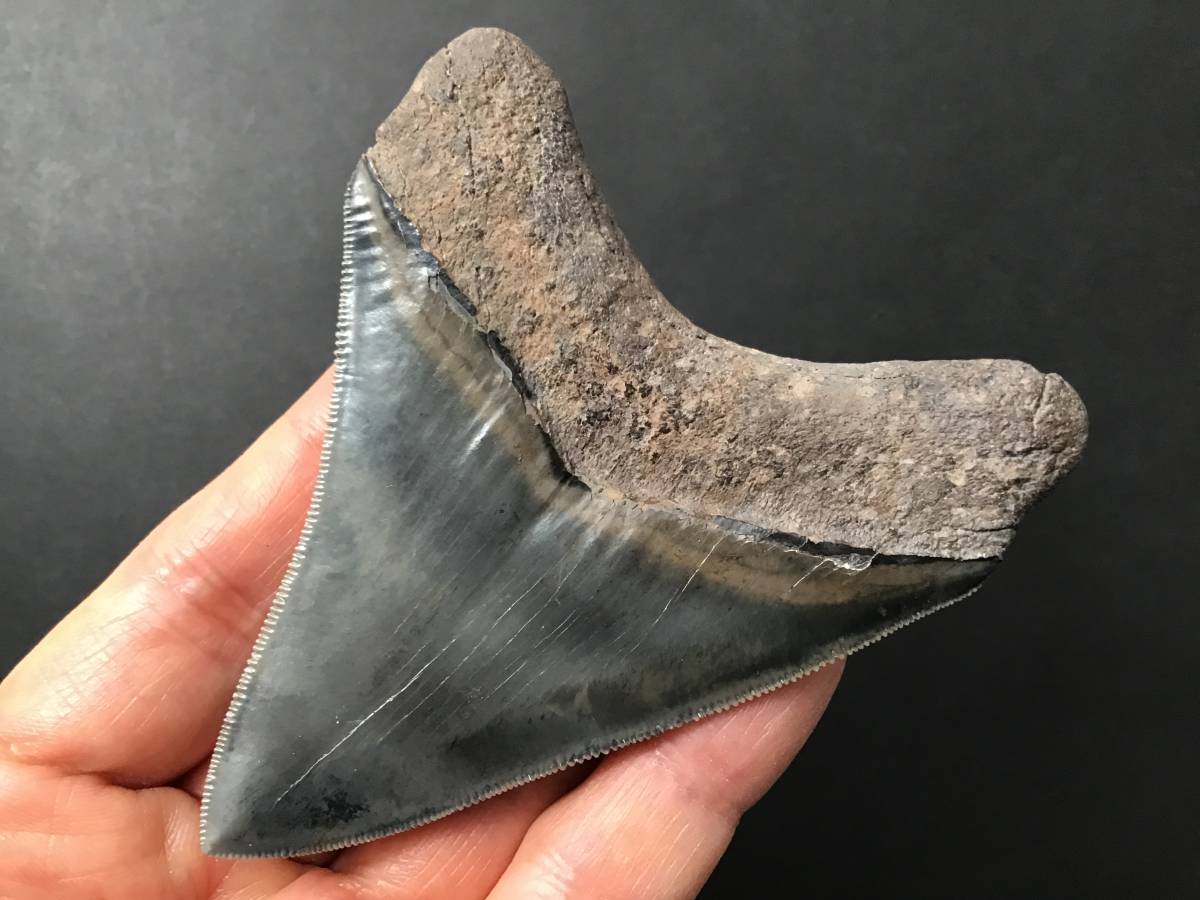 サメ 歯 化石 メガロドン [MG16] 最高品質 サメの歯 鮫の歯 牙｜PayPay 