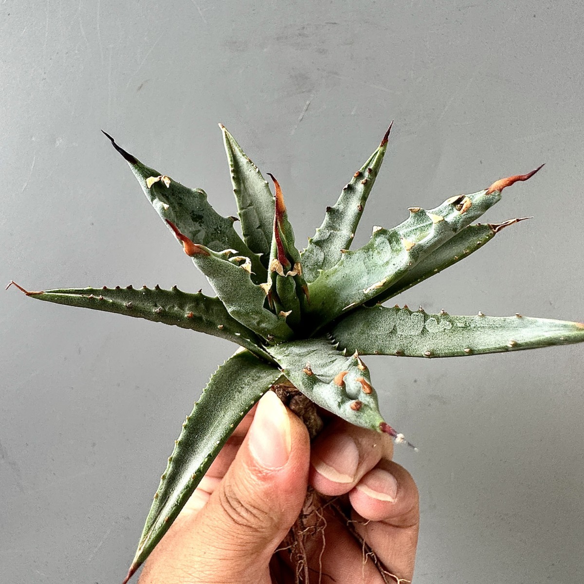 MM45 貴重な希少種 多肉植物 アガベ ユタエンシス エボリスピナの苗