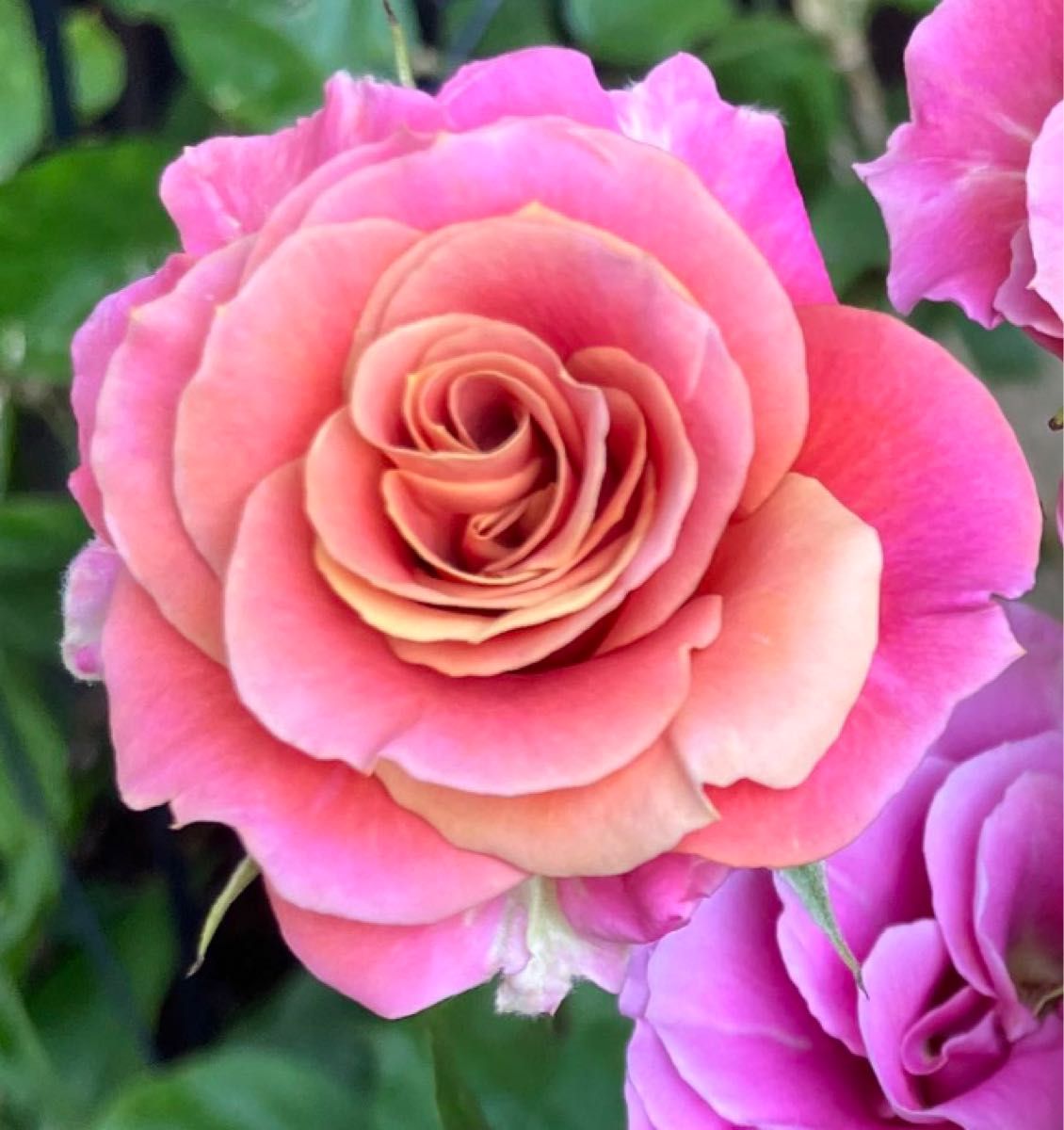 上海ガール入手困難 薔薇 薔薇苗四季咲き挿木苗バラバラ苗薔薇 上海ガール入手困難 薔薇 薔薇苗四季咲き挿木苗バラバラ苗薔薇