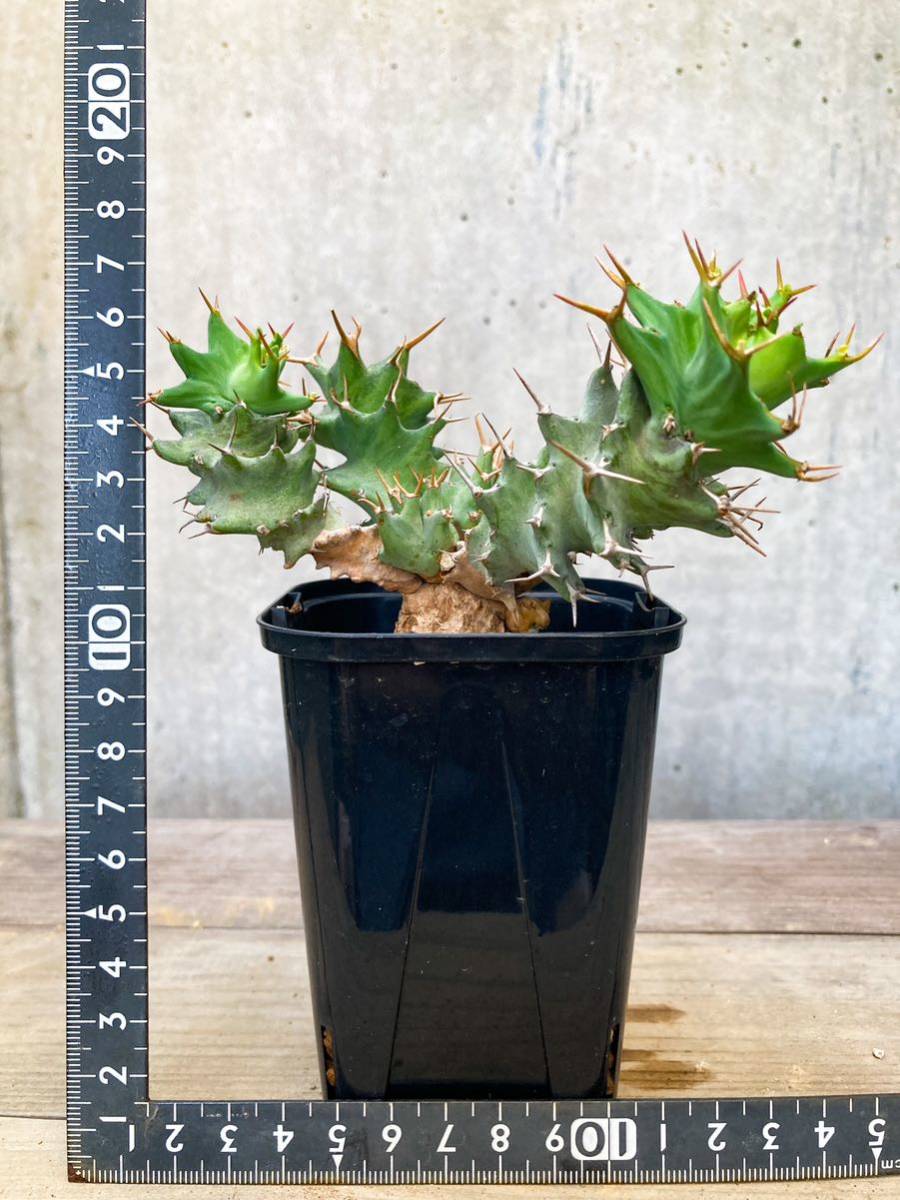 Euphorbia tortirama E344【良型・強棘】 ユーフォルビア トルチラマ_画像8