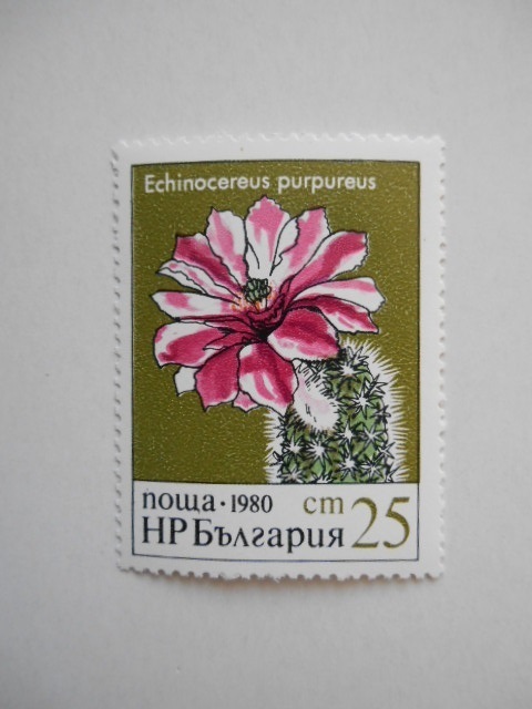 ブルガリア 切手 1980 サボテン 3000_画像4