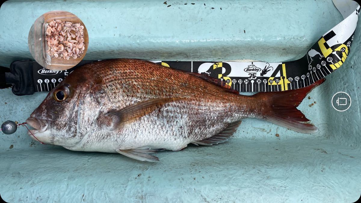 コスパ最強で釣果抜群！ 魚釣り 船釣り 20号丸オモリ仕掛け 一つテンヤ タイラバ オブリ ★送料無料★ ★値下げ期間開始★_画像3