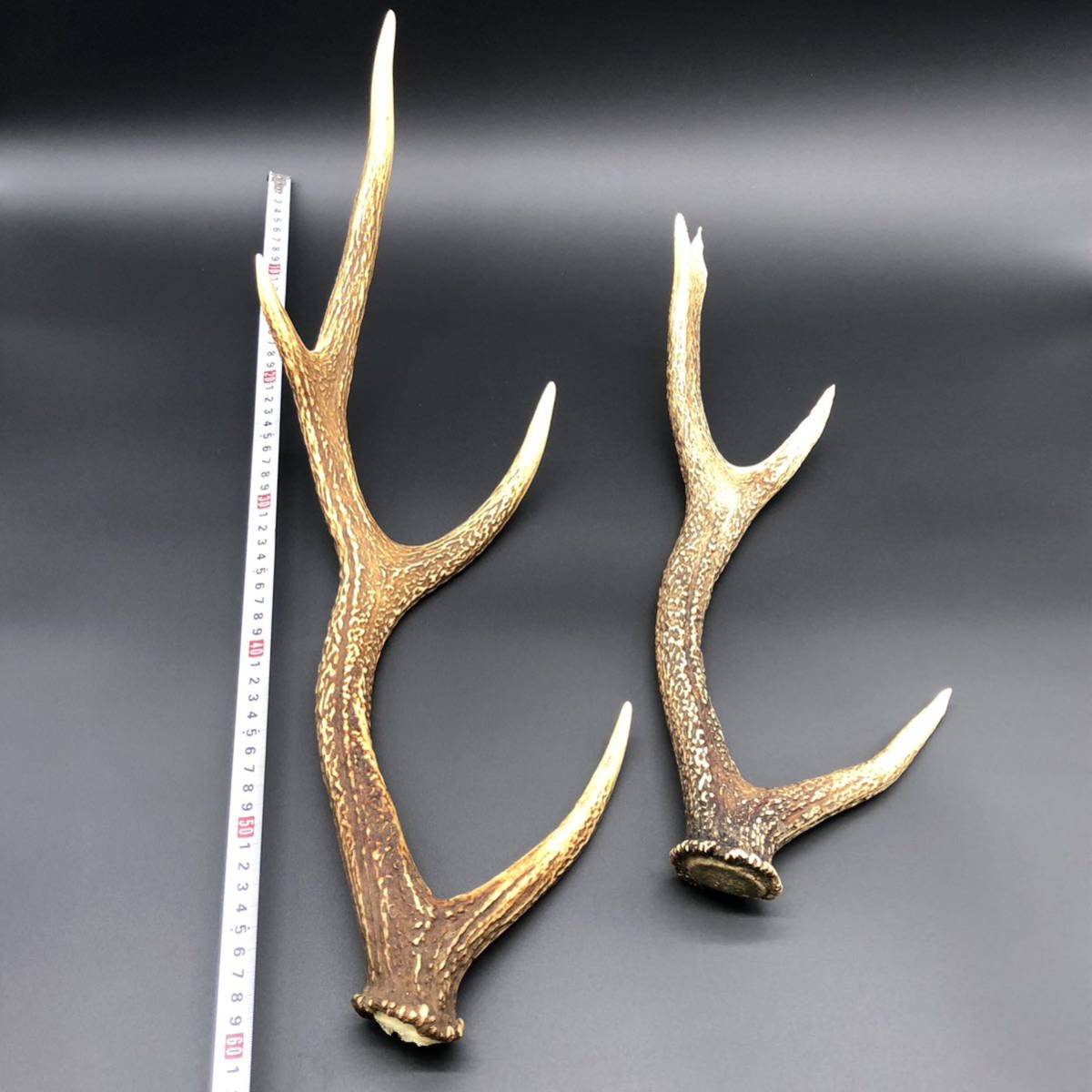 エゾシカ 鹿角 天然 蝦夷鹿 全長 約 56cm 40cm 落角 置物 剥製