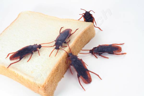 ごきぶり ゴキブリ 5匹セット かなりリアルでヤバイ_食パンは付属しません。