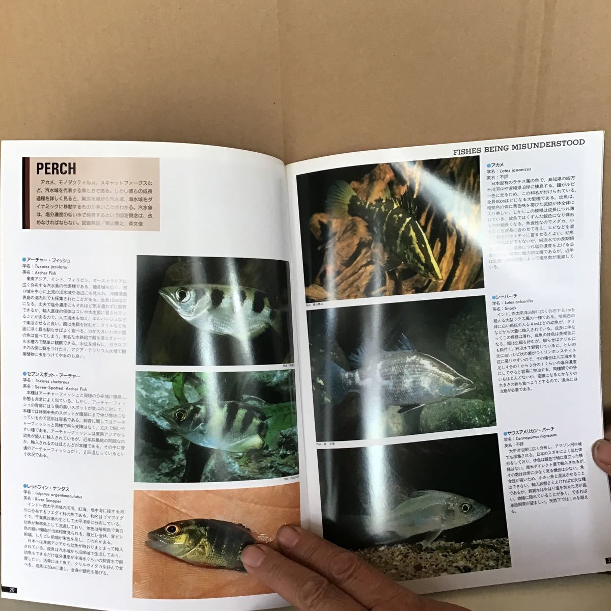 アクアマガジン 第15号 な⑤ 特集 誤解された魚たち 熱帯アジアの汽水域を歩く フグ 特集 パーチ 特集 モノダク カレイ_画像6